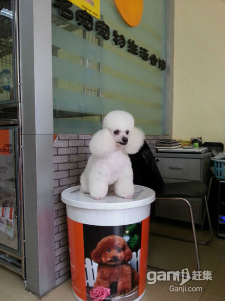 李沧区金水路最高档的集宠物美容 用品 寄养为一体的大型旗舰店